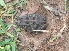 Sclerophrys regularis