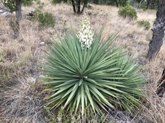 Yucca schottii