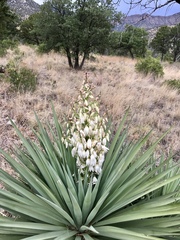 Yucca schottii
