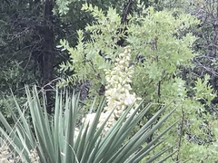 Yucca schottii