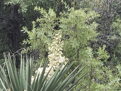 Yucca schottii