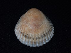 Tucetona gealei image