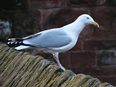 Larus argentatus