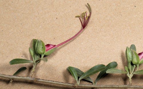Grey-leaved wormbush (Cadaba termitaria)