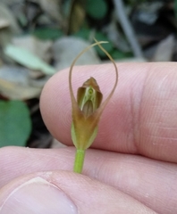 Pterostylis erecta