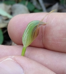 Pterostylis erecta
