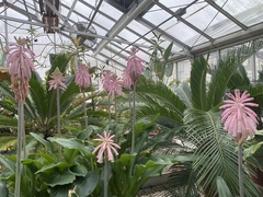 Veltheimia