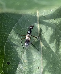 Taeniaptera trivittata