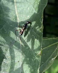 Taeniaptera trivittata