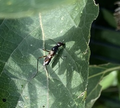 Taeniaptera trivittata