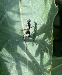 Taeniaptera trivittata