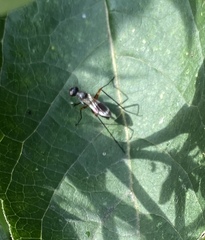 Taeniaptera trivittata