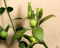 Osyridicarpos schimperianus