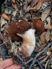 Cortinarius regalis