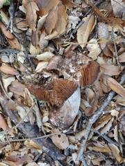 Cortinarius regalis