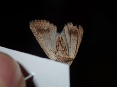 Condicinae