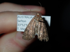 Condicinae