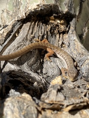 Elgaria multicarinata