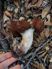 Cortinarius regalis