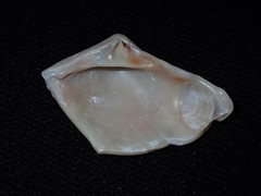 Eucrassatella cumingii