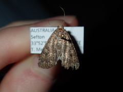 Condicinae