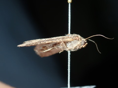 Condicinae