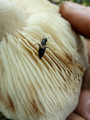 Oxyporus maxillosus