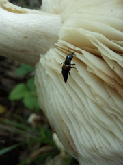 Oxyporus maxillosus