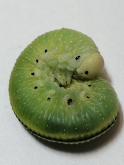 Cimbicinae