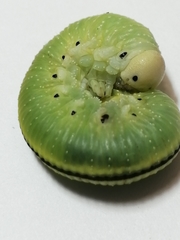 Cimbicinae