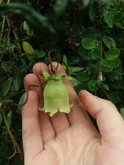 Codonopsis lanceolata