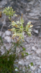 Allium ericetorum