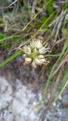Allium ericetorum