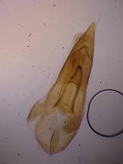 Philonthus quisquiliarius