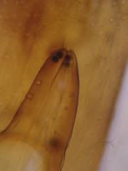 Philonthus quisquiliarius