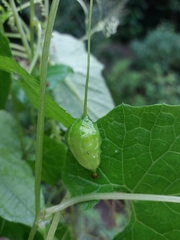 Schizopepon bryoniifolius