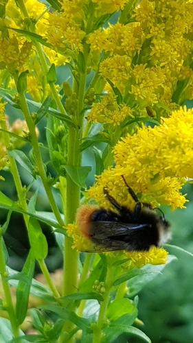 Red-tailed bumblebee