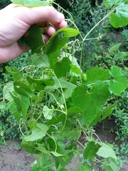 Schizopepon bryoniifolius