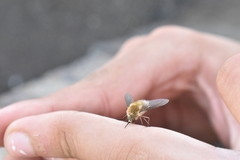 Bombylius minor