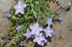 Campanula fragilis