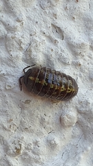 Armadillidium vulgare