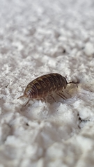 Armadillidium vulgare