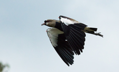 Vanellus chilensis