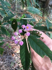 Keraudrenia lanceolata