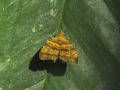 Choreutis orthogona