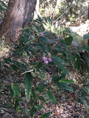 Keraudrenia lanceolata