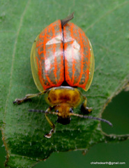 Oides scutellata