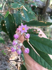 Keraudrenia lanceolata