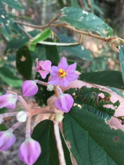 Keraudrenia lanceolata