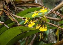 Oncidium cultratum